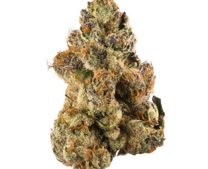 Wholesael Sunshine sherbert strains for sale